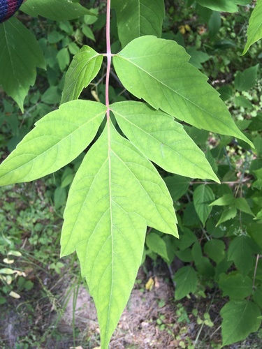 Uosialapis klevas