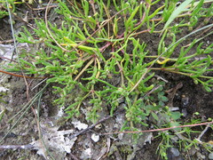 Spergularia canadensis