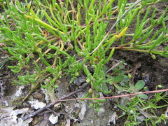 Spergularia canadensis