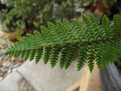 Notholaena galeottii