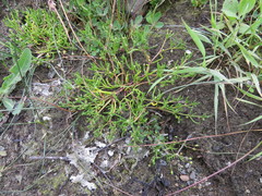 Spergularia canadensis