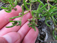 Spergularia canadensis