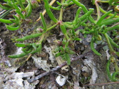Spergularia canadensis