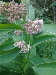 Asclepias syriaca