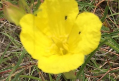 Oenothera berlandieri