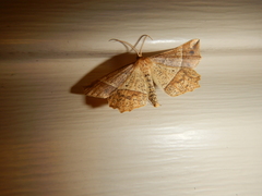 Euchlaena tigrinaria