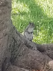 Sciurus carolinensis