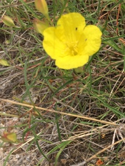 Oenothera berlandieri