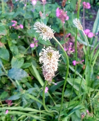 Plantago lanceolata