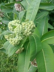 Asclepias syriaca