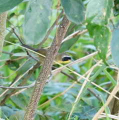 Geothlypis trichas
