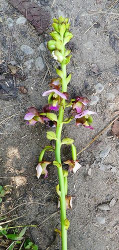 Purple Vlei Harlequin
