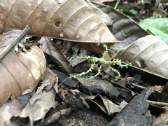 Trychopeplus laciniatus