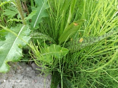 Dactylorhiza majalis baltica