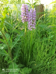 Dactylorhiza majalis baltica