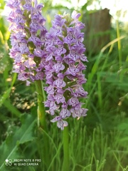 Dactylorhiza majalis baltica