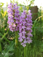Dactylorhiza majalis baltica