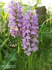 Dactylorhiza majalis baltica