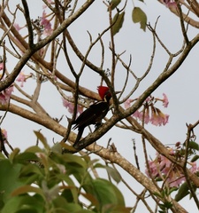 Dryocopus lineatus