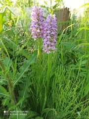 Dactylorhiza majalis baltica