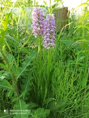 Dactylorhiza majalis baltica