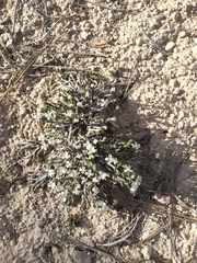Linanthus caespitosus