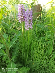 Dactylorhiza majalis baltica