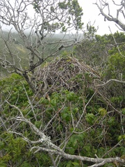 Neotoma fuscipes annectens