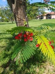 Delonix regia