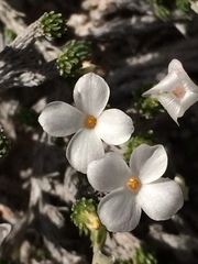 Linanthus caespitosus