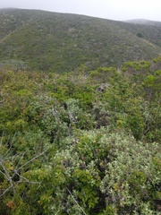 Neotoma fuscipes annectens