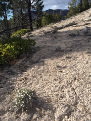 Linanthus caespitosus