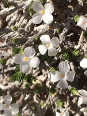Linanthus caespitosus