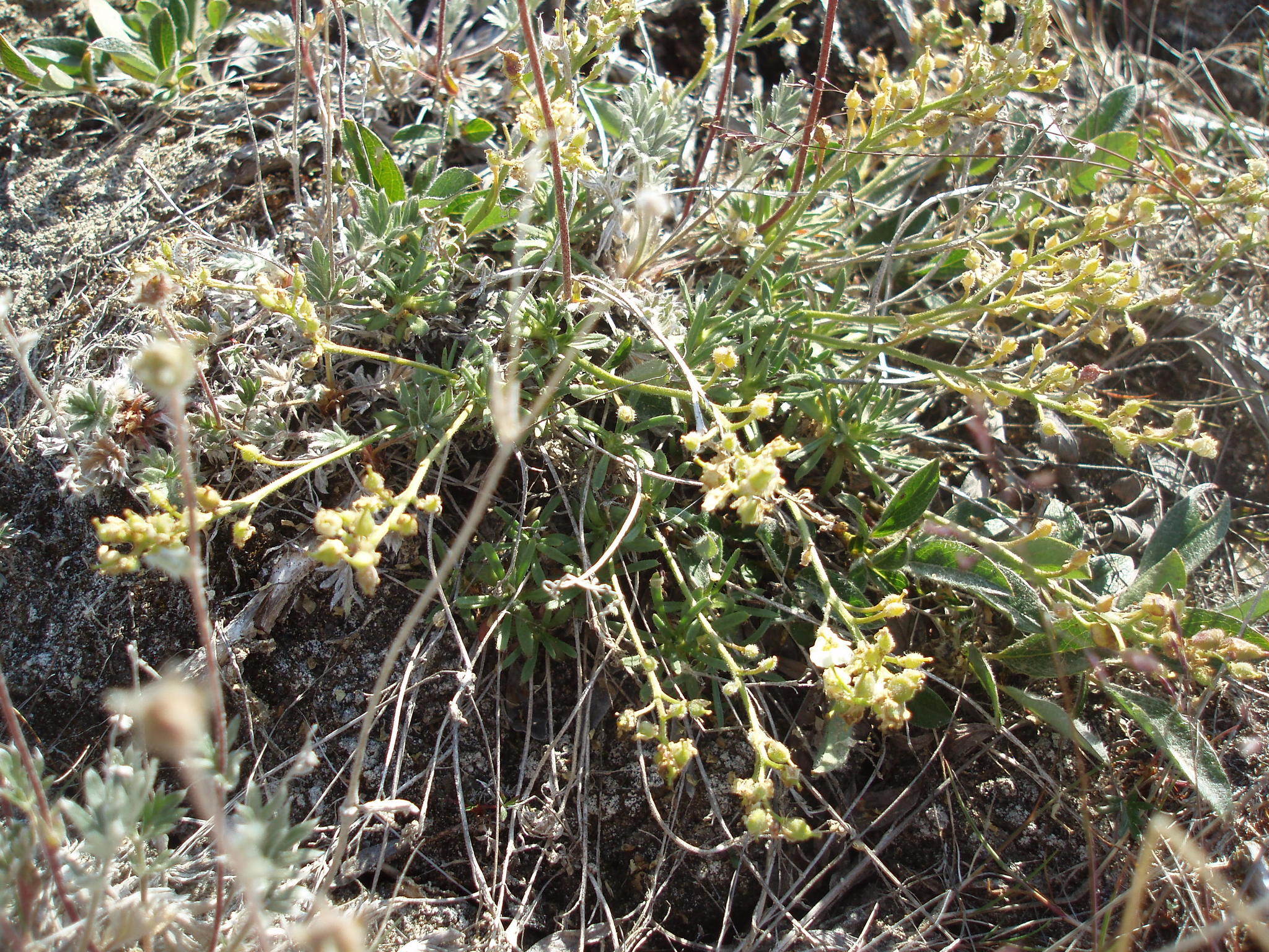 Braya pilosa