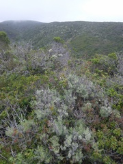 Neotoma fuscipes annectens