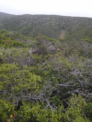 Neotoma fuscipes annectens