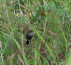 Volatinia jacarina