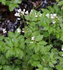 Cardamine appendiculata