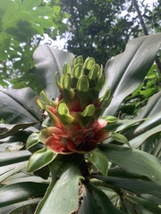 Costus guanaiensis