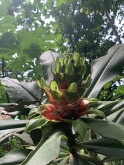 Costus guanaiensis