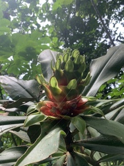 Costus guanaiensis