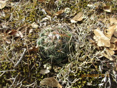 Coryphantha cornifera