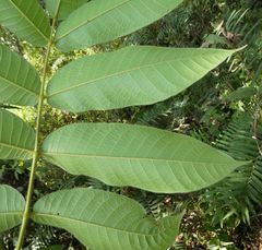 Canarium schweinfurthii