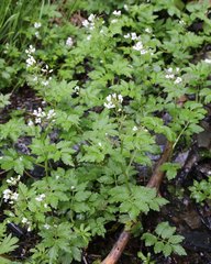 Cardamine appendiculata