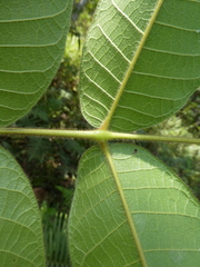 Canarium schweinfurthii