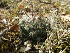 Coryphantha cornifera