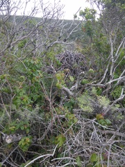 Neotoma fuscipes annectens