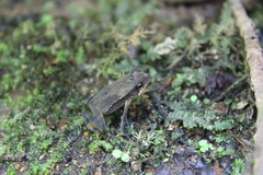 Incilius tutelarius