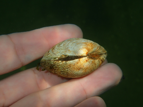 Ruditapes decussatus