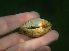 Ruditapes decussatus